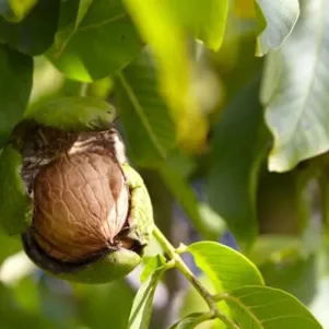 

Орех грецкий Урожайный