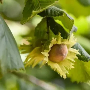 

Фундук Ата-Баба