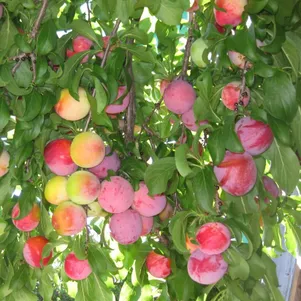 Слива Шатер 690₽