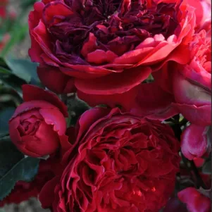 Роза Флорентина плетистая 390₽