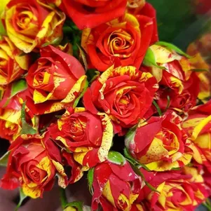 

Роза Файер Флеш спрей