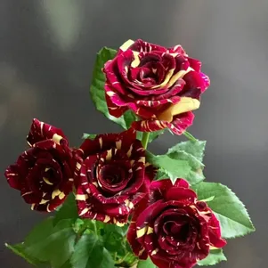 

Роза Абракадабра флорибунда