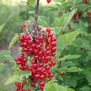 Смородина Голландская красная