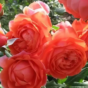 Роза Саммер Сонг 390₽