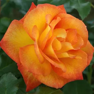 

Роза Сахара шраб