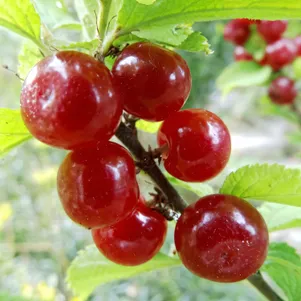 Вишня войлочная Царевна 660₽