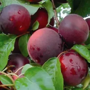 

Абрикос Черный принц самоплодный