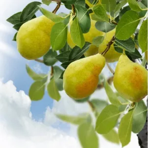 

Груша Медовая