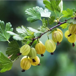 

Крыжовник Золотой огонек ароматный