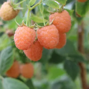 

Малина Двойное золото