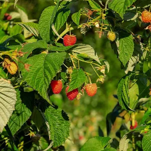

Малиновое дерево (Малина штамбовая) Крепыш