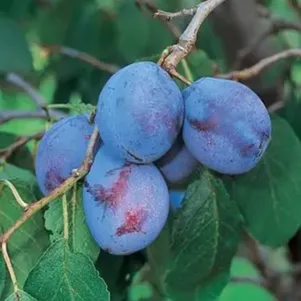 

Слива Гросса Дефелисио