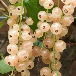 

Смородина Минусинская белая