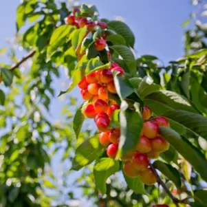 Черешня Краса Кубани кремовая крупноплодная 590₽