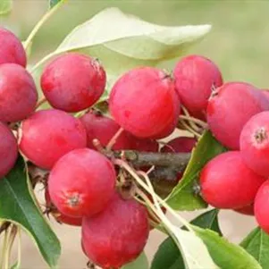 

Яблоня Ранетка