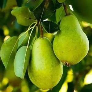 

Груша Северянка колоновидная