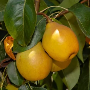 

Груша Санреми колоновидная