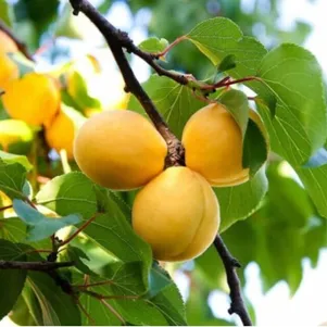 

Абрикос Хабаровский