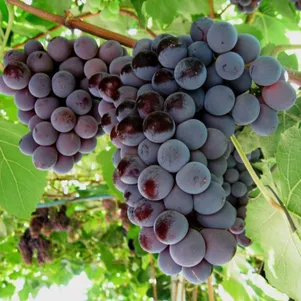 

Виноград Лидия (Изабелла)