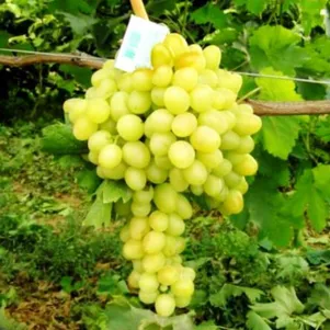 

Виноград Аркадия мускатный ранний