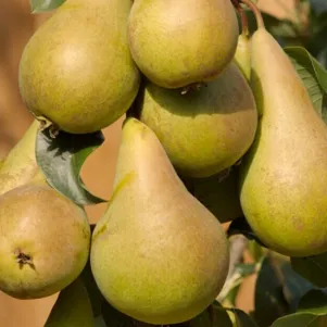 

Груша Даликор колоновидная