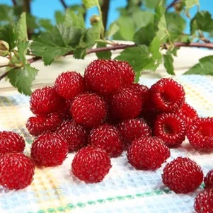 Малина Распберри Тауэр