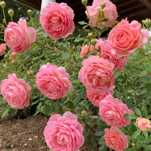 

Роза Джубили Селебрейшн