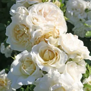 Роза Космос флорибунда 390₽