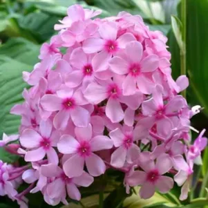 

Флокс Гуттиэре