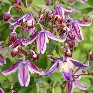 Клематис Ян Фопма мелкоцветковый 3 990₽