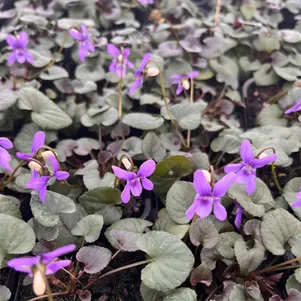 

Виола лабрадорская