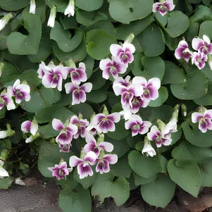 

Виола сестринская Элис Виттер