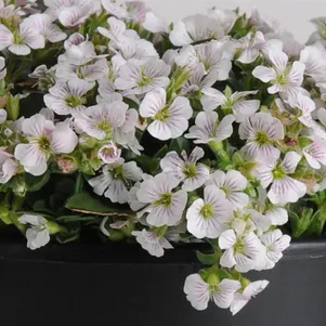 Гипсофила ясколковидная 290₽