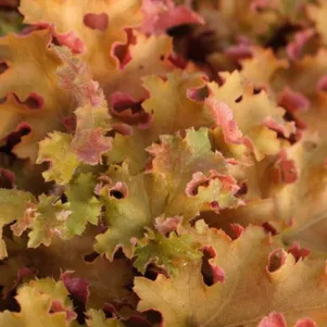 

Гейхера Индиан Саммер Оранжберри