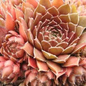 

Молодило Пинк Грейпфрут