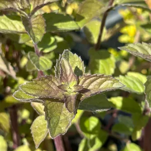 

Мята Лебединая песня