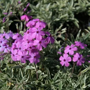 Флокс Вариегата шиловидный 390₽