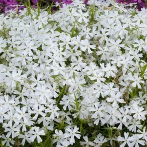 Флокс Вайт Делайт шиловидный 440₽