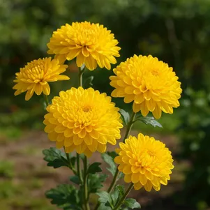 

Хризантема Золотистая