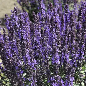 

Шалфей (Сальвия дубравная) Адора Блю