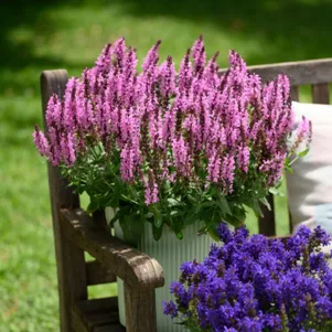 Шалфей Сальвия дубравный Пинк Небула 349₽