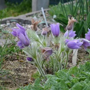 Прострел Псевдославика обыкновенный 290₽