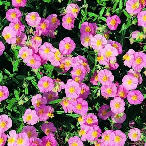 

Солнцецвет Лоуренсос Пинк монетолистный