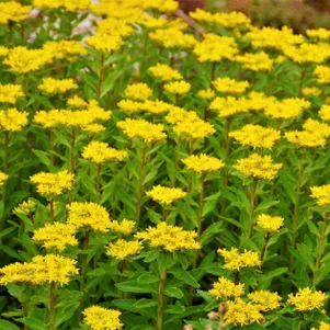 Очиток седум живучий Максимовича 290₽