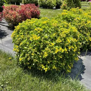 Очиток седум Сельского Спирит 239₽