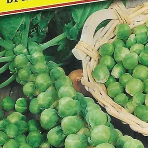 Брюссельская капуста Бриллиант F1 7 шт Семена Престиж 66₽