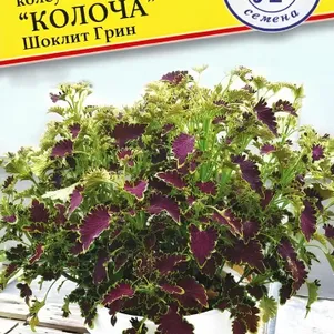 Колеус Колоча Шоклит Грин 5 шт, Семена Престиж