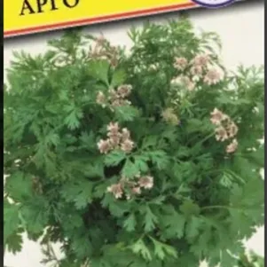 Кинза Кориандр Арго РС-1 1 г Семена Престиж 19₽