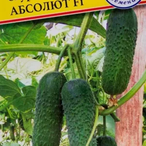 Огурец Абсолют F1 5 шт Семена Престиж 92₽