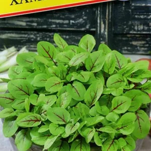 Щавель Хамелеон РС-1 01 г Семена Престиж 39₽